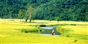 Khám Phá Miền đất “Tôi thấy hoa vàng trên cỏ xanh” mộng mơ Phú Yên.